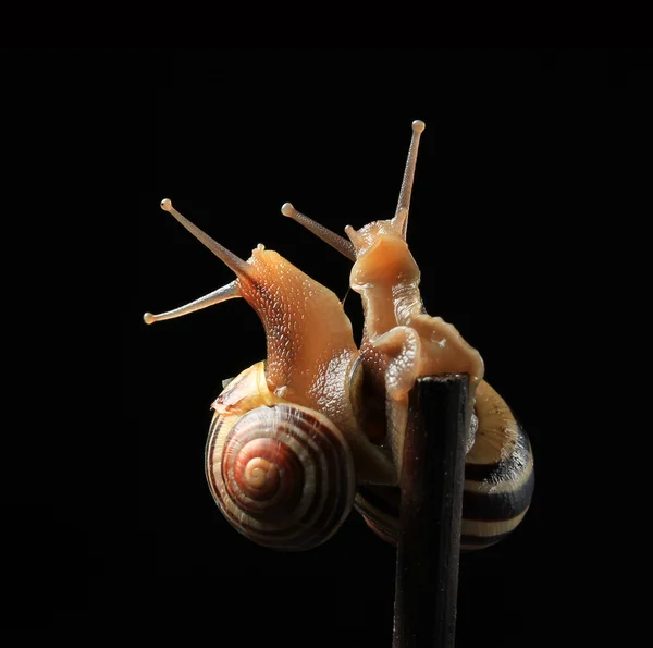Two cute hugging snails on black — Stock Photo, Image