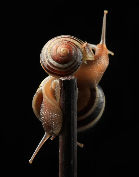 Two cute hugging snails on black — Stock Photo, Image