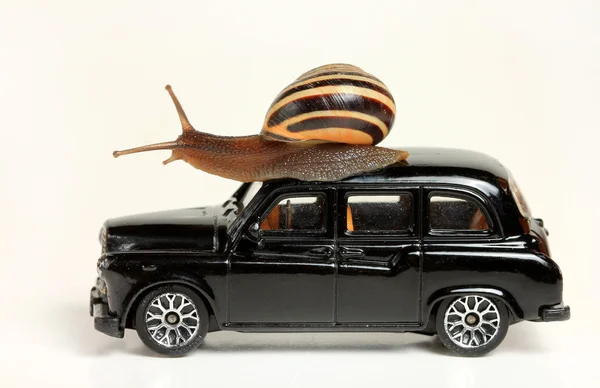 stock image Snail on black car