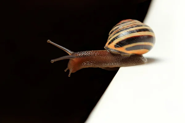 Cute snail on black and white edge — Stock Photo, Image
