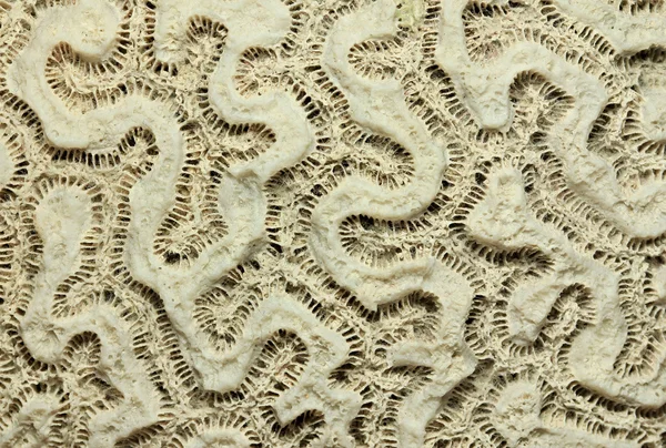 天然珊瑚的宏 — 图库照片