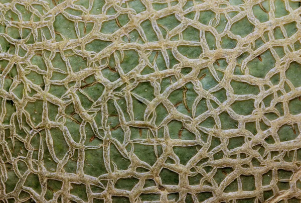 Zbliżenie skórki melona melonowego — Zdjęcie stockowe