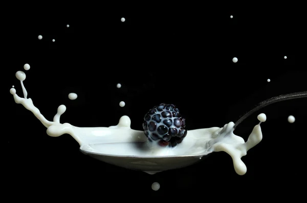 Blackberry splashing into milk in the spoon — Stock Photo, Image