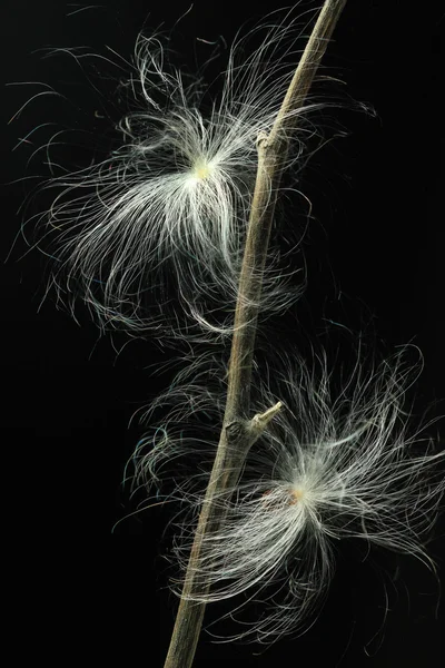 Closeup milkweed semen — Stock fotografie