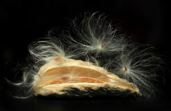 Pote de semente de milkweed liberando no preto — Fotografia de Stock