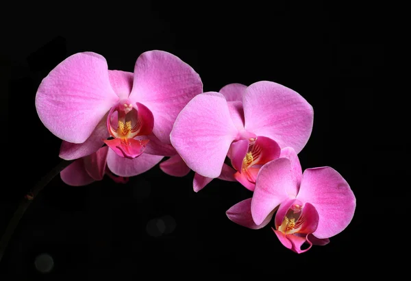 Stock image Beautiful pink orchid