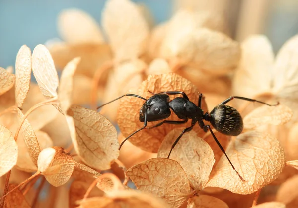 Mravenec na sušené hortenzie — Stock fotografie
