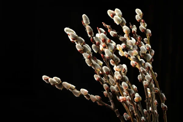 Figa salice ramoscelli isolati — Foto Stock