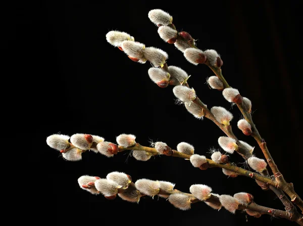 Pussy willow twigs isolated — Stock Photo, Image