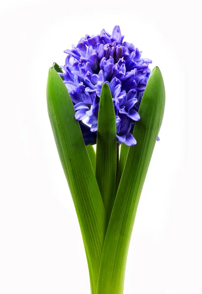 Modrý Hyacint, samostatný — Stock fotografie