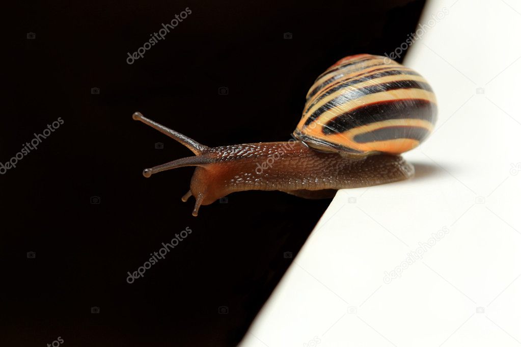 Cute snail on black and white edge