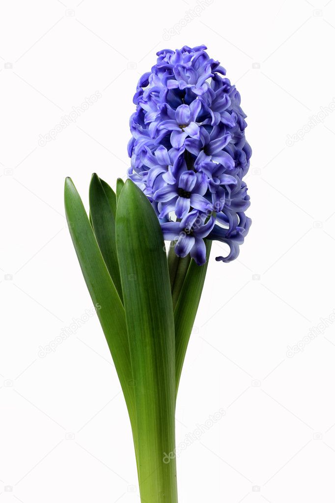Blue hyacinth isolated
