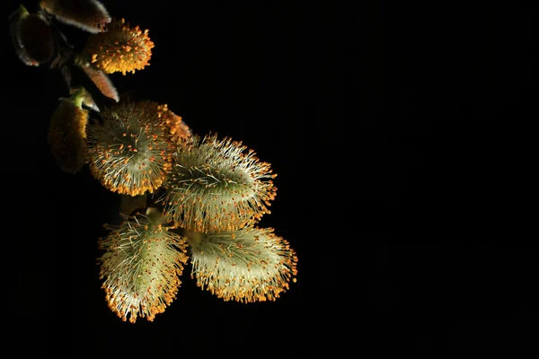 Figa salice ramoscelli isolati su nero — Foto Stock