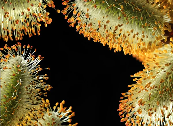 Telaio da figa ramoscelli di salice — Foto Stock