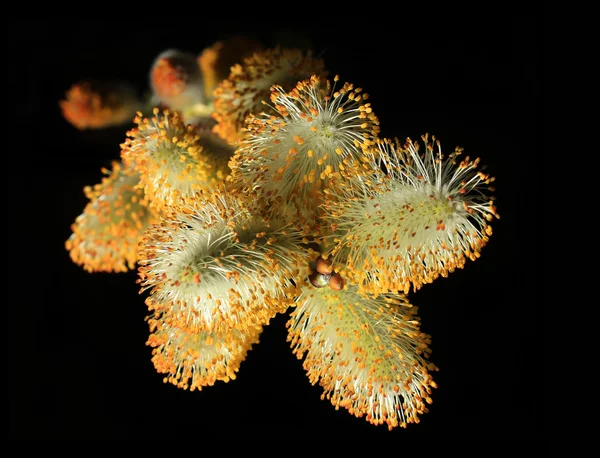 Figa salice ramoscelli isolati su nero — Foto Stock