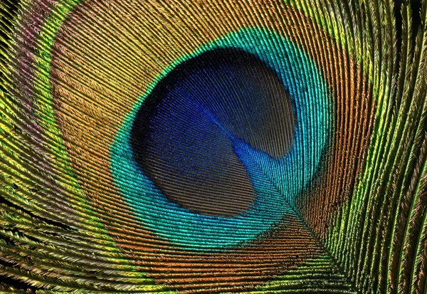 Macro de una pluma de pavo real — Foto de Stock