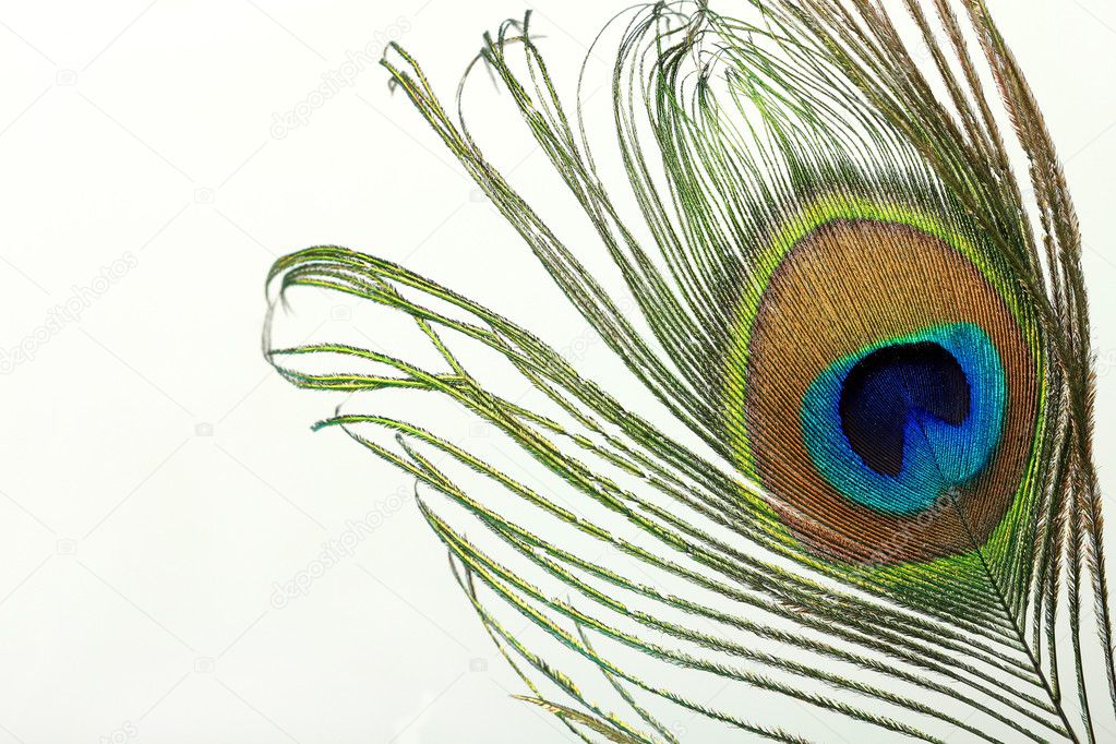 Close up of a peacock feather on white