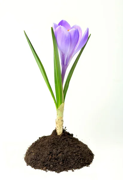 Growing purple crocus flower in the soil — Stock Photo, Image