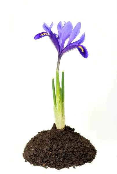Blue Iris flower growing in the soil isolated — Stock Photo, Image