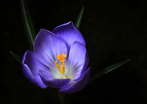 Närbild av lila crocus blomma på svart — Stockfoto