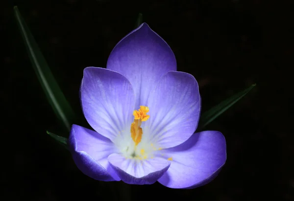 Zbliżenie fioletowy krokus kwiat na czarny — Zdjęcie stockowe