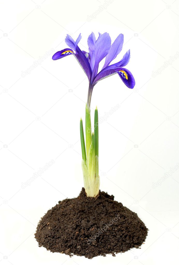 Blue Iris flower growing in the soil isolated