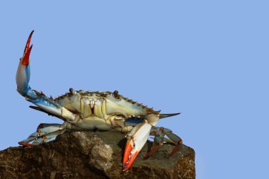 Live blue crab in a fight pose clipart