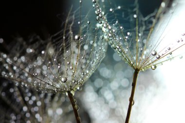 Water drops on dandelion clipart