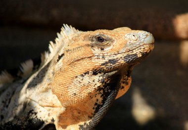 Kameraya bakarak iguana