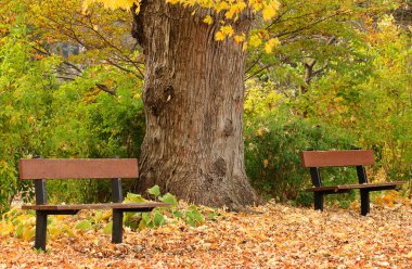 sonbahar Park banklar