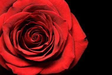 Close up of red rose on black clipart