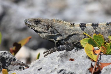 üzerinde ölü mercan yaslanmış iguana