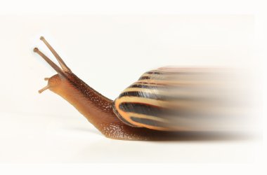 Speedy snail isolated on white clipart