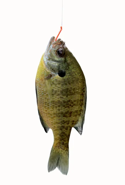 Stock image River sunfish on hook