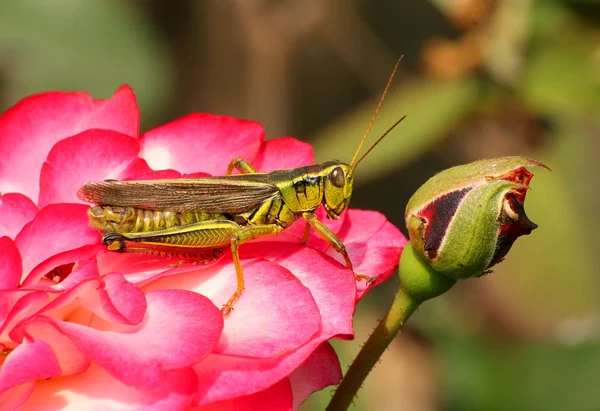 Μια στενή επάνω του ένα grasshoppe — Φωτογραφία Αρχείου
