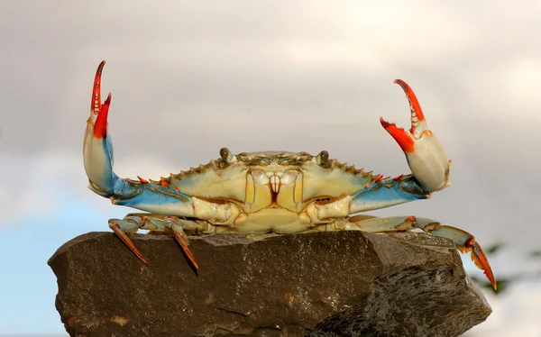 Live blue crab in a fight pose — Stock Photo, Image