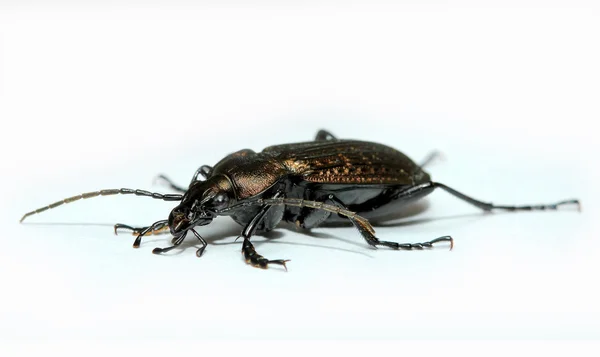 Isolated bug — Stock Photo, Image