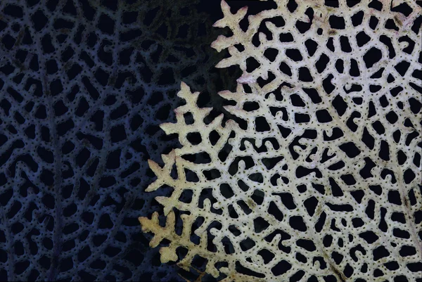 Изолированные кораллы — стоковое фото
