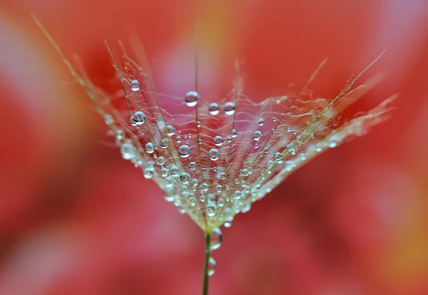 Water drops on dandelion — Stock Photo, Image