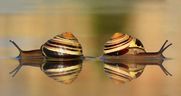 Two snails in the water — Stock Photo, Image