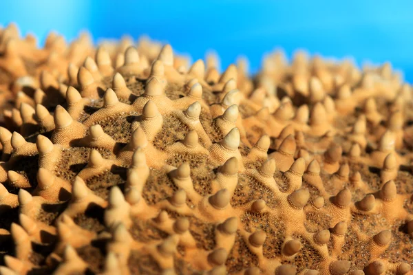 Close up shot of a starfish — Stock Photo, Image