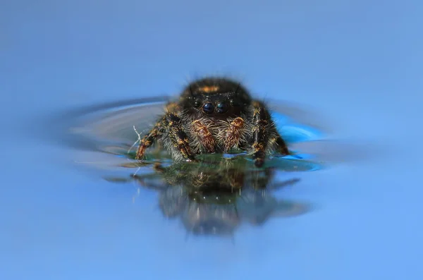 Hoppande spindel i vattnet — Stockfoto