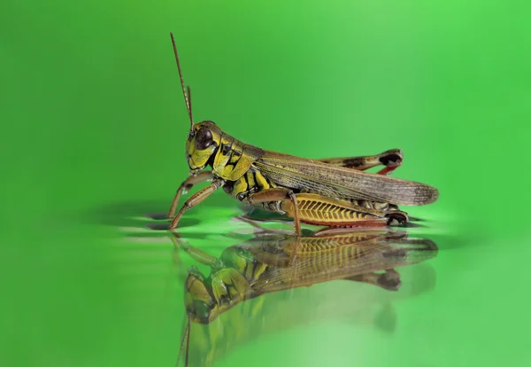 Gräshoppa i vattnet — Stockfoto