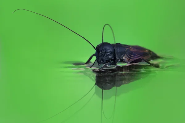 Gemeenschappelijke zwarte cricket in het water — Stockfoto