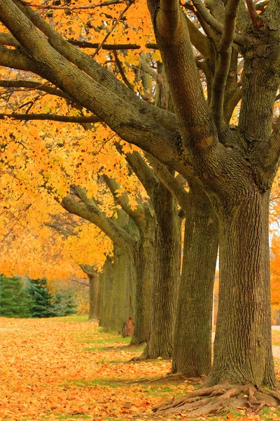 Árboles de otoño en el parque — Foto de Stock