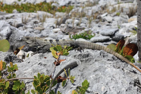 Iguana appoggiata a un corallo morto — Foto Stock