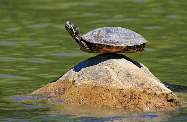 Черепаха занимается йогой, находя абсолютное чувство равновесия — стоковое фото