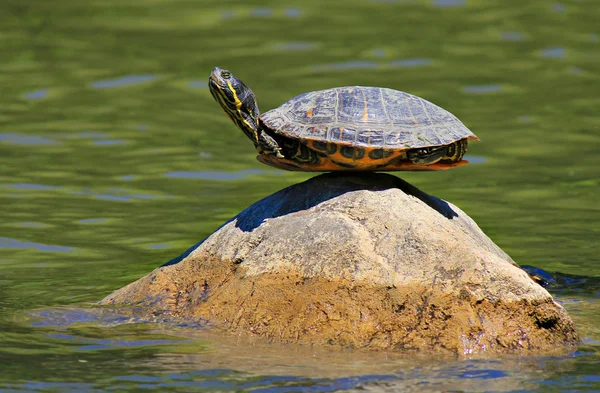 Tortuga haciendo yoga encontrando el máximo sentido del equilibrio —  Fotos de Stock