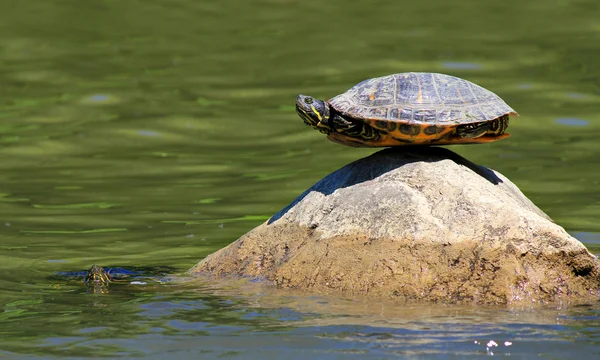 Черепаха занимается йогой, находя абсолютное чувство равновесия — стоковое фото