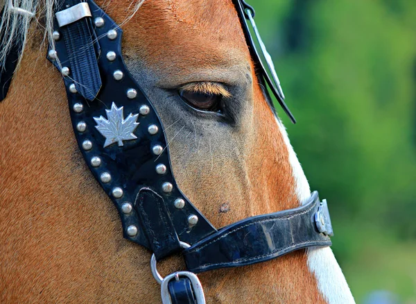 stock image Horses eye with bridle